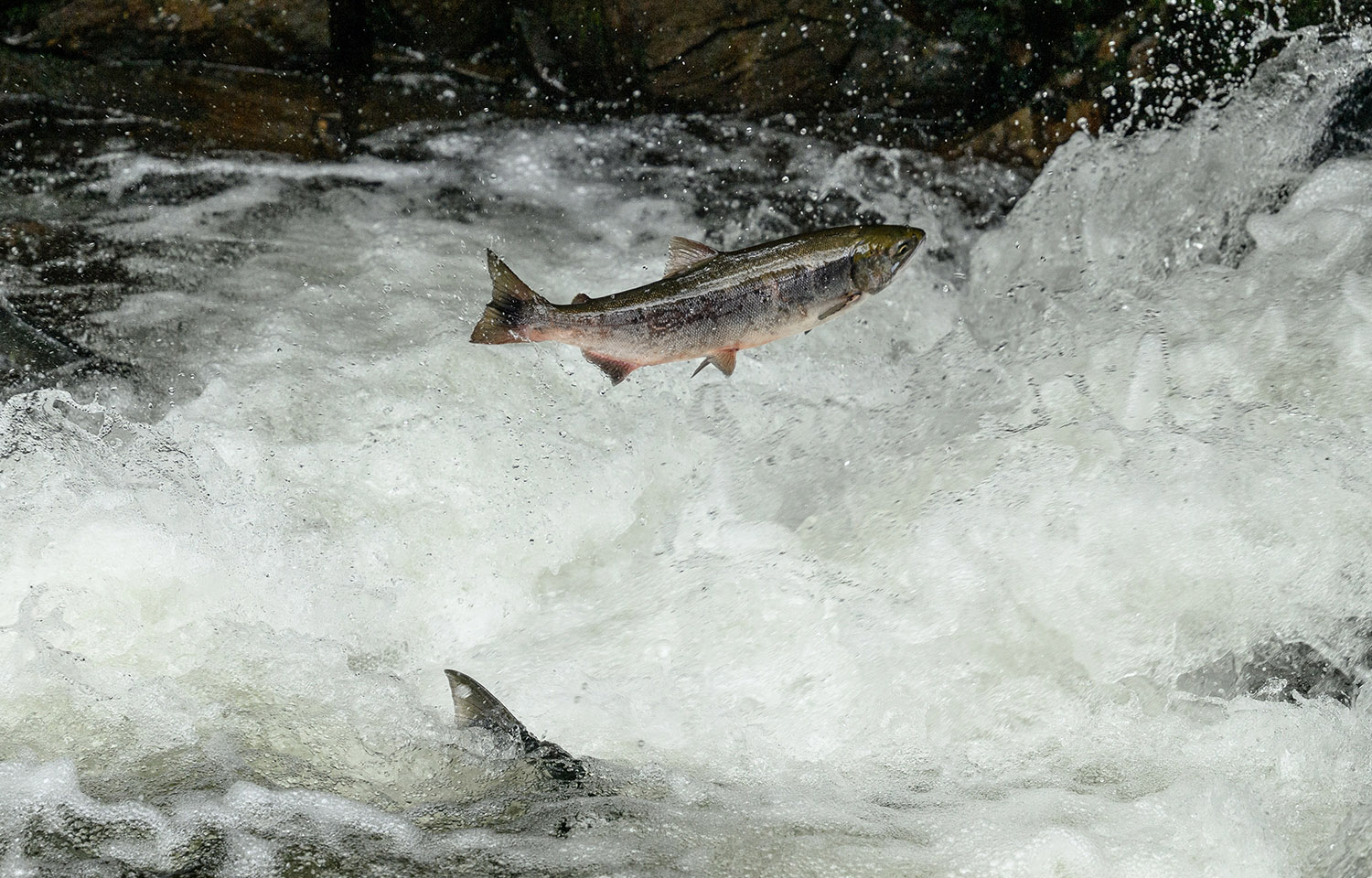 Washington conservation group proposes listing Alaska king salmon under  Endangered Species Act • Alaska Beacon