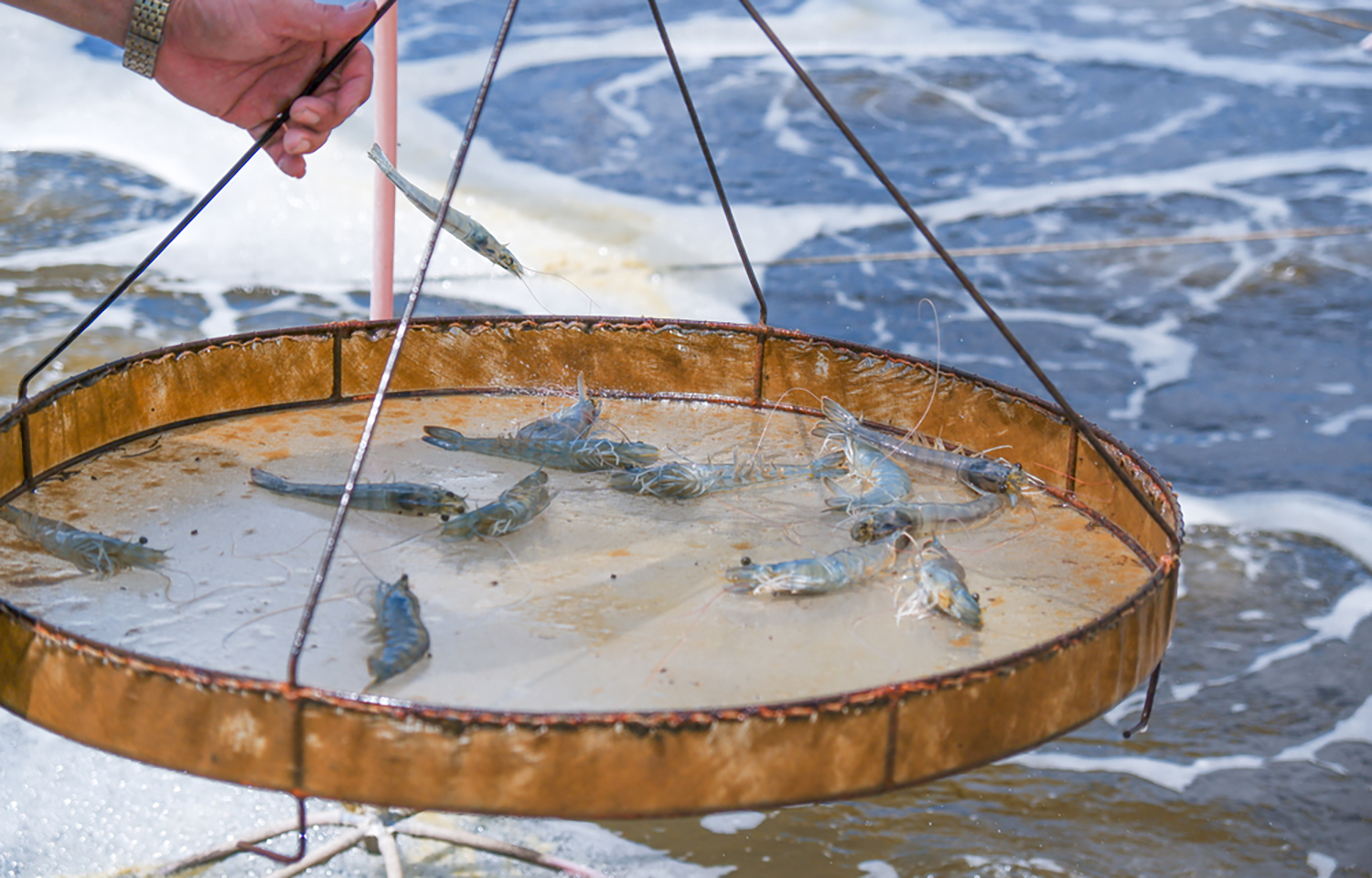 A man holding up a pan of farmed shrimp in Vietnam