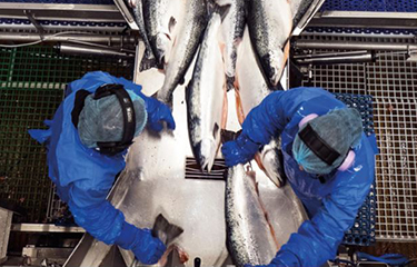 Leroy Seafood processing workers.