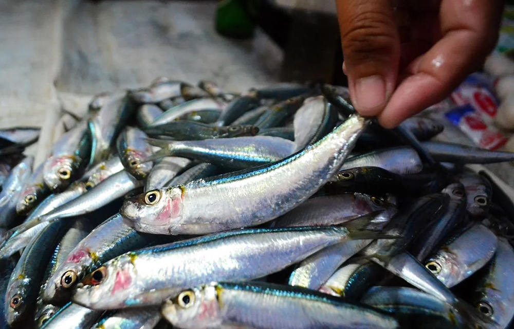 A photo of Pacific sardines being harvested