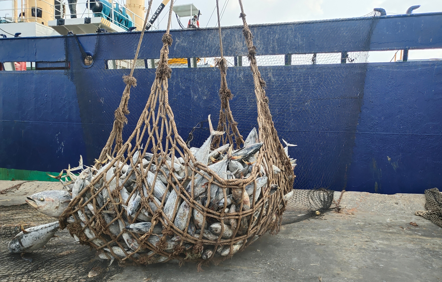 Tuna being unloaded from a vessel in Bangkok, Thailand