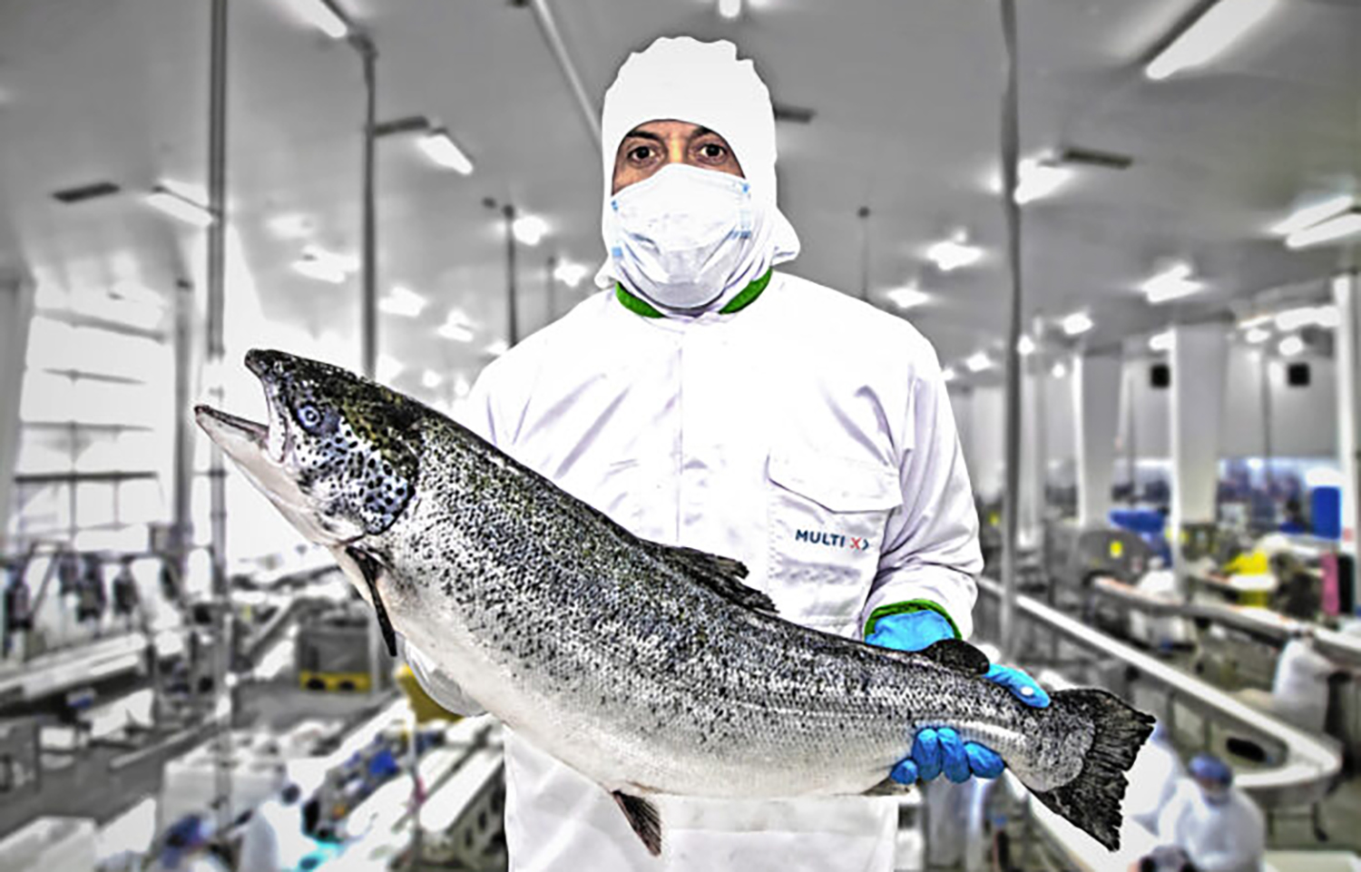 A Multi X employee holding a farmed salmon