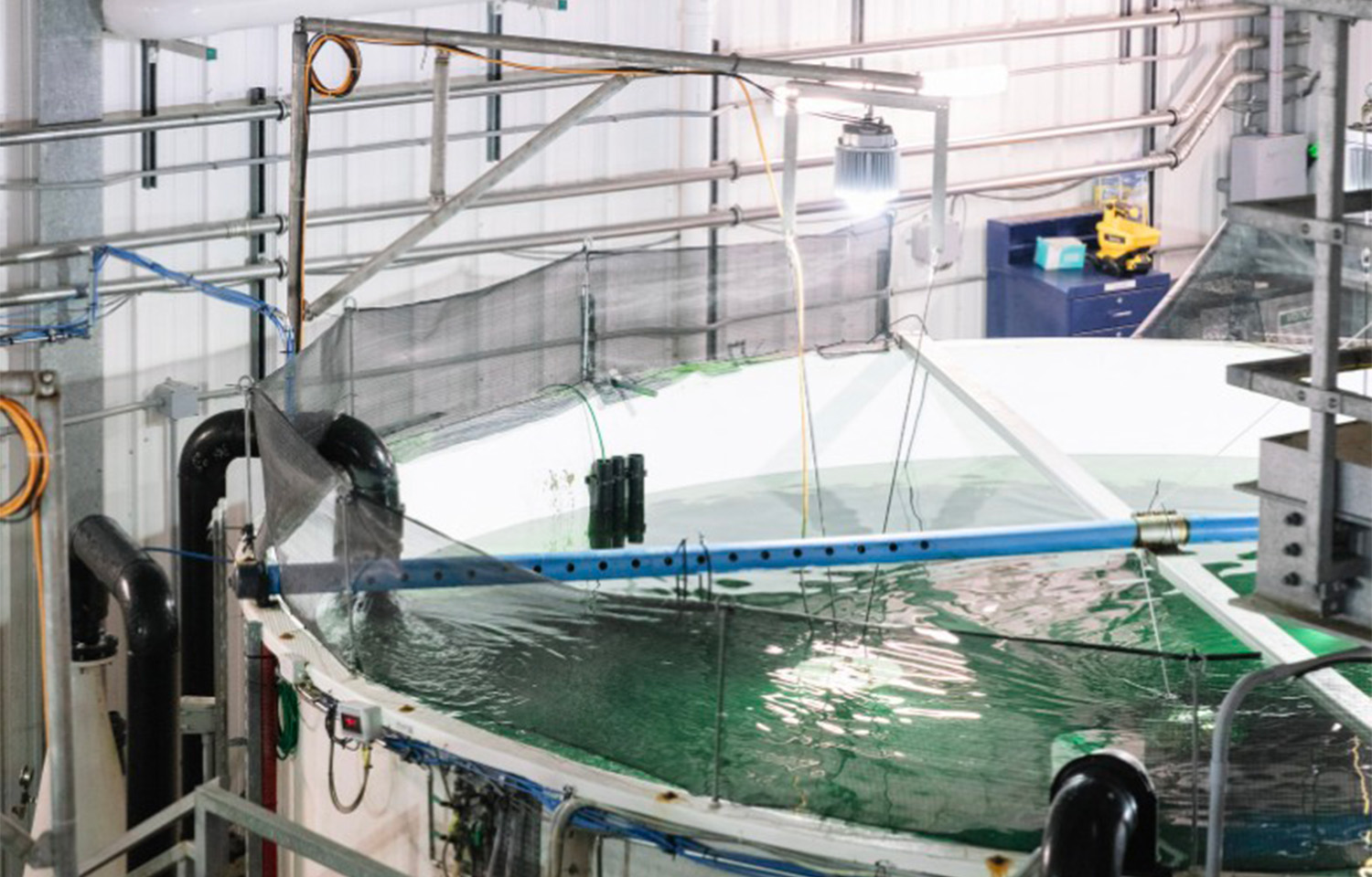 An Atlantic Sapphire salmon tank