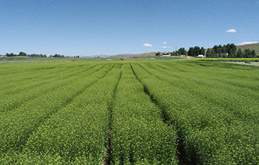 A field of camelina.