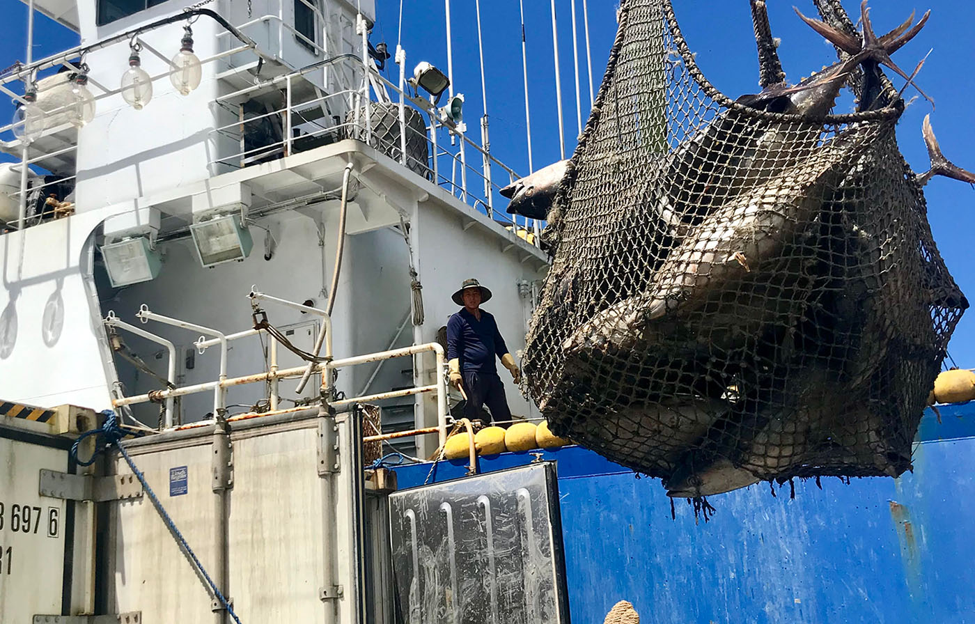 A fishing vessel unloading a net full of tuna