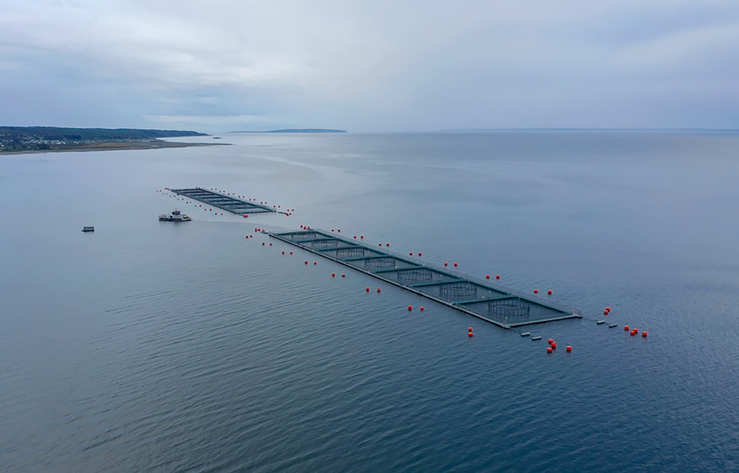 Salmon firms welcome Chile's proposed reconstruction bill