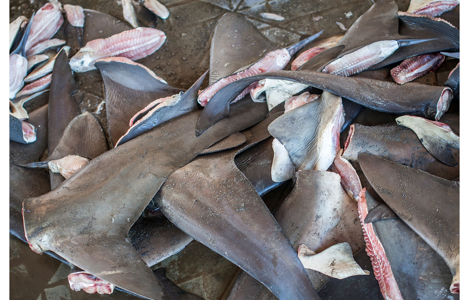 Discarded shark fins