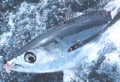 albacore tuna