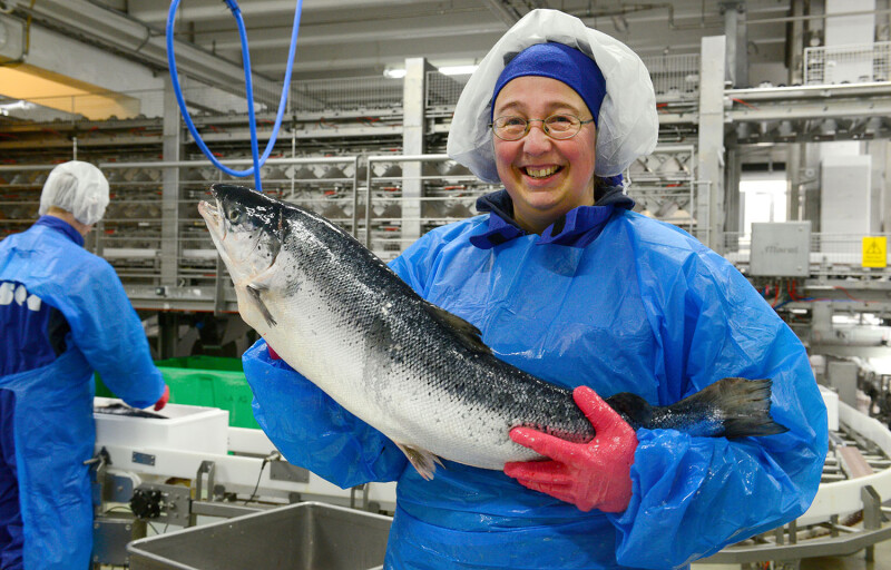 Salmon worker with fish in Norway