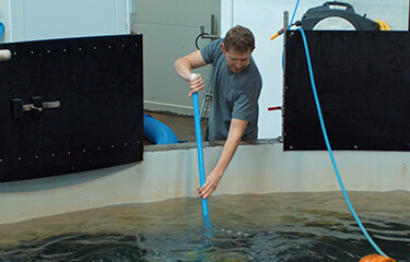 A Danish Salmon worker attends to one of the company's fish tanks.