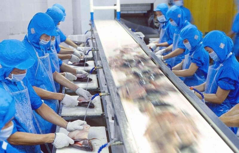 A tilapia processing line in China