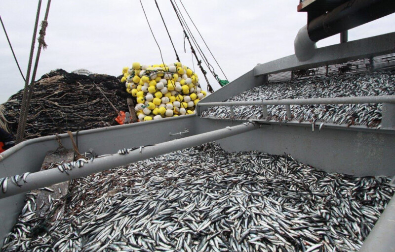 A pile of anchovies on board a fishing vessel