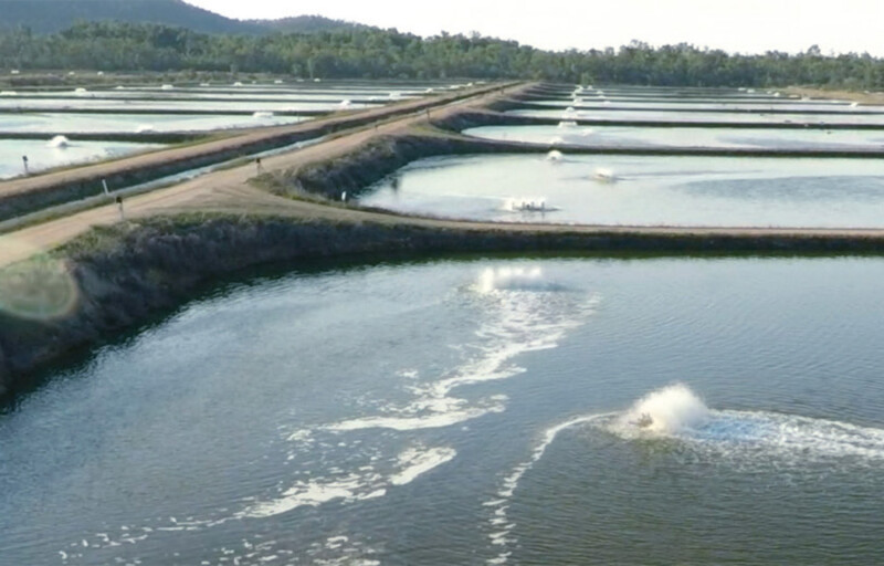 A view of Seafarms Group's shrimp ponds