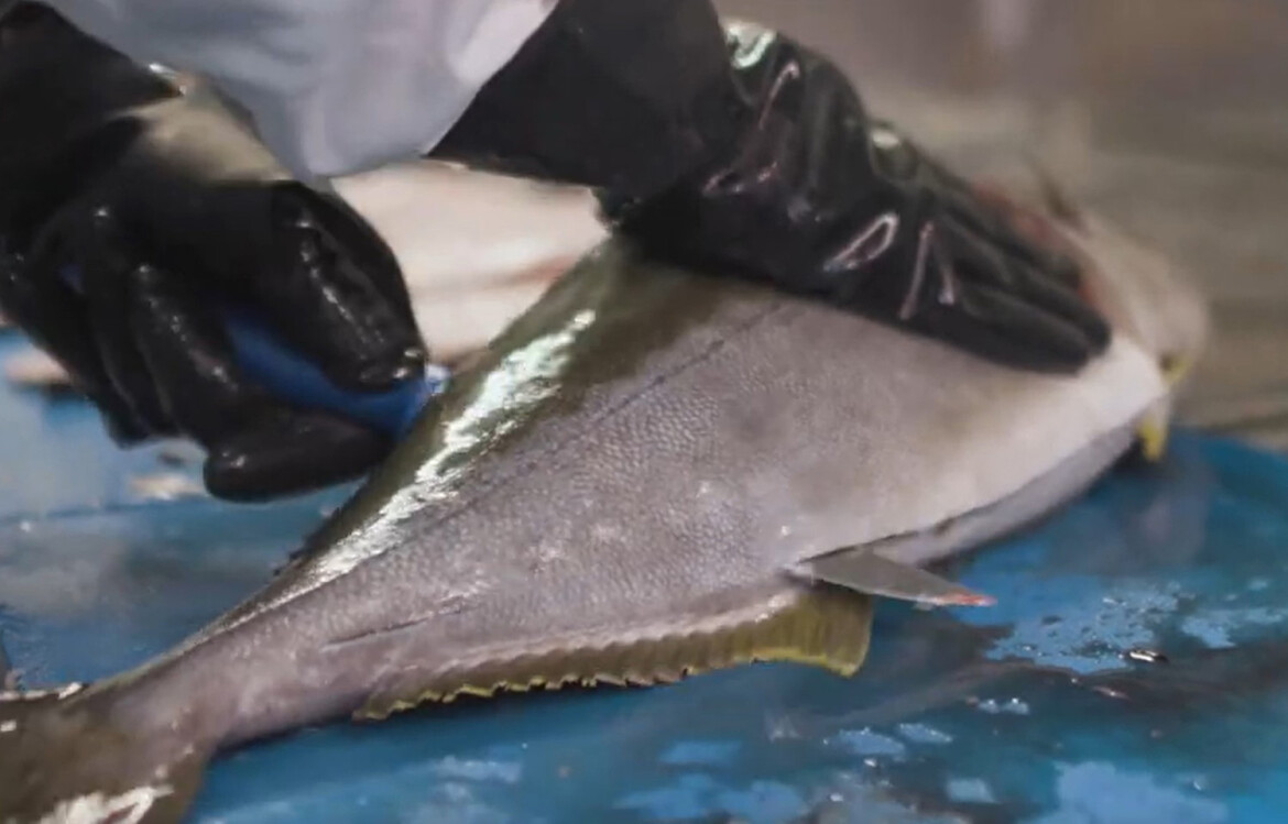 A Kingfish employee filleting a fish