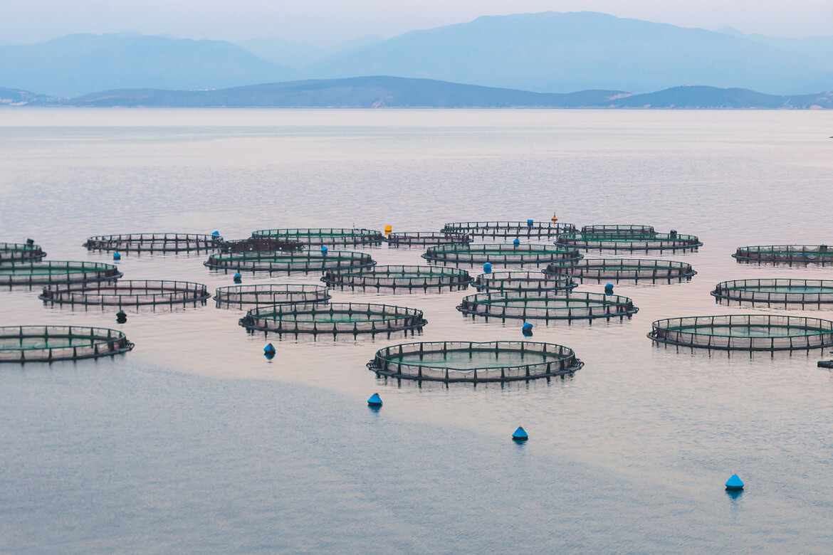 Water in the Ionian sea, tinted pink and blue by the sun, filled with sea bream and sea bass farming cages, which are round and float on top of the water. In the background, mountains appear blue through the mist.