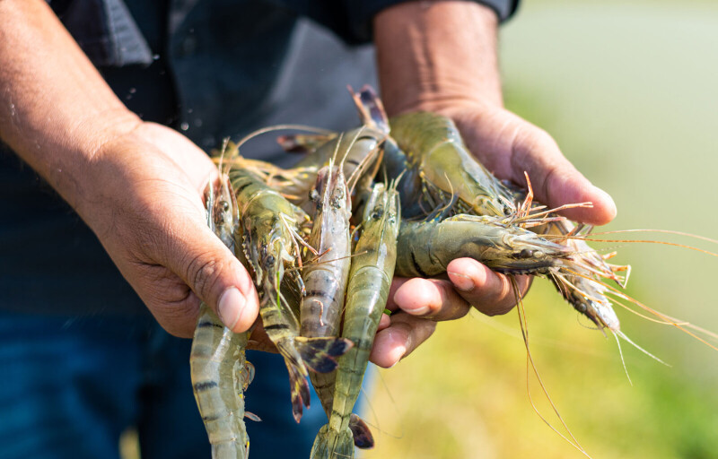 An Ecuadorian shrimp farmer holding farmed shrimp
