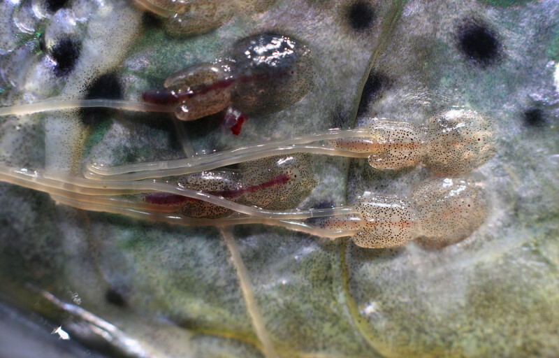 Adult female sea lice attached to the head of a salmon.