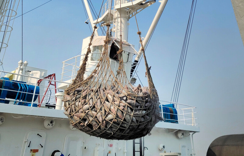 A net full of frozen tuna being transferred from a fishing vessel to a transshipment vessel