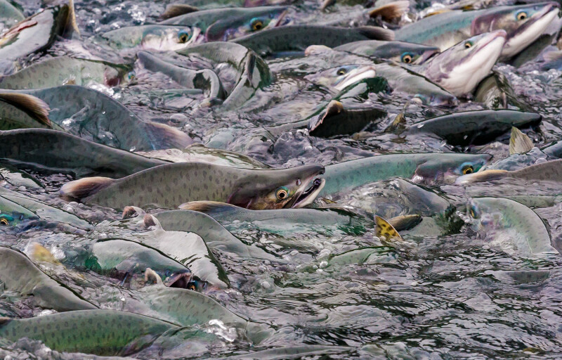 A photo of pink salmon in Alaska