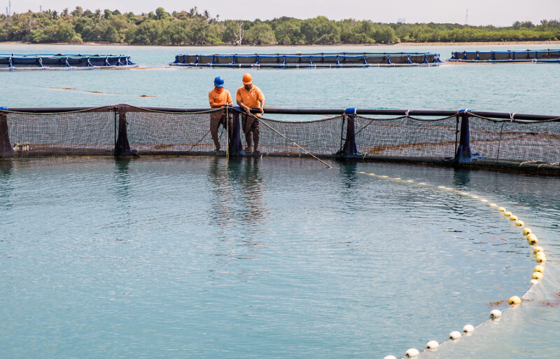 A Barramundi Group net pen