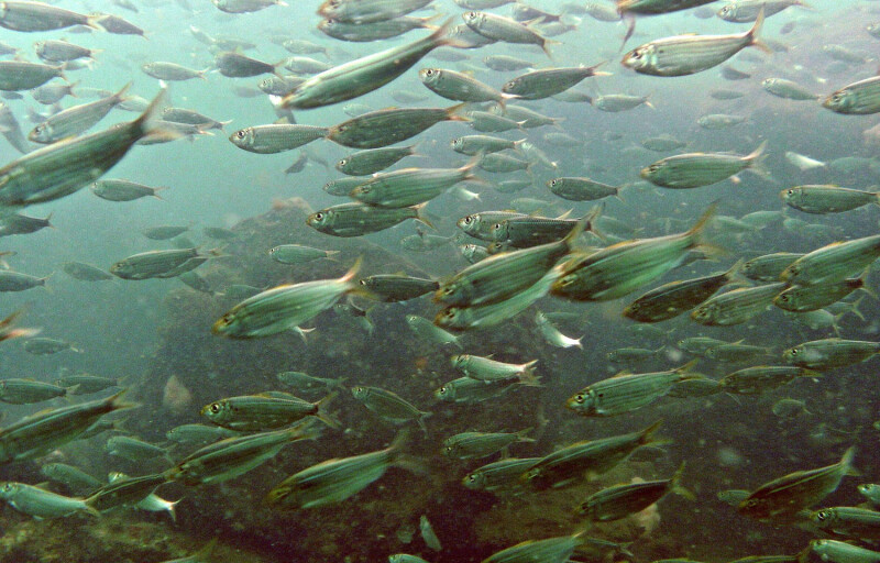 A school of menhaden swimming