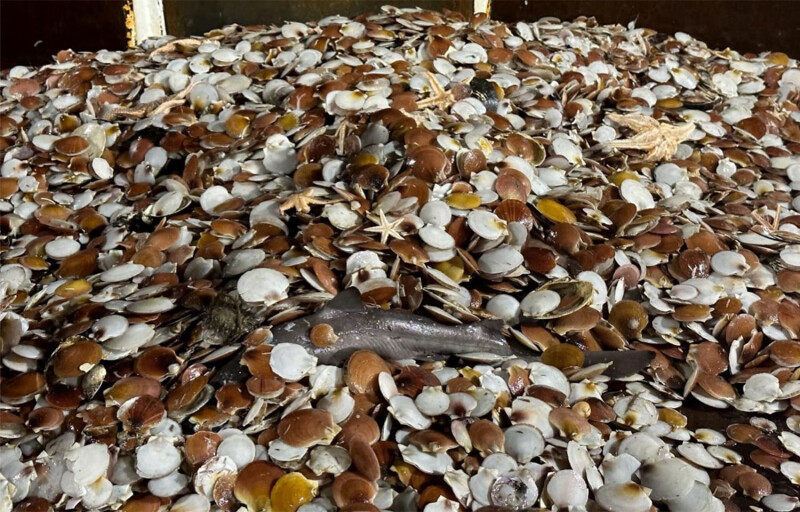 A pile of scallops on board a fishing vessel