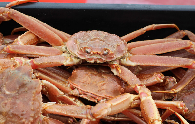 A bin full of live snow crab