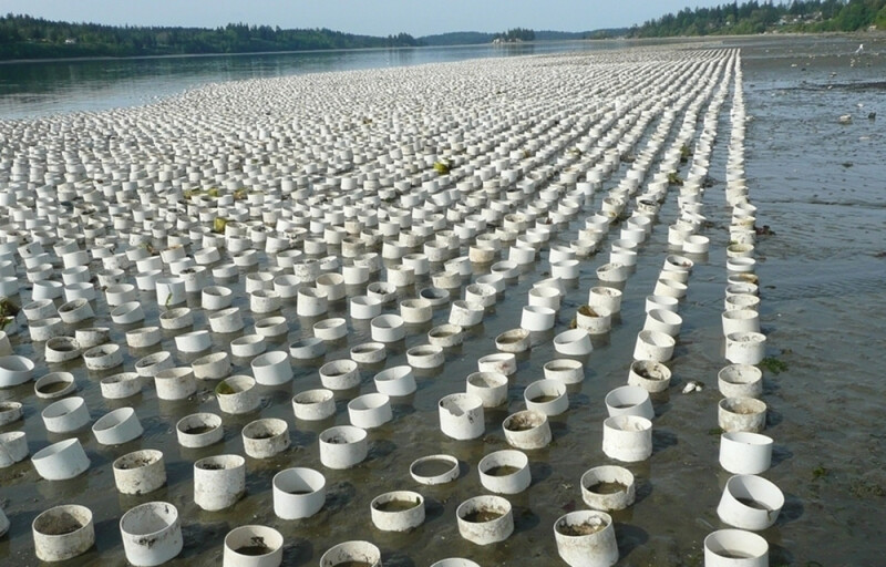 A shellfish farm in Washington