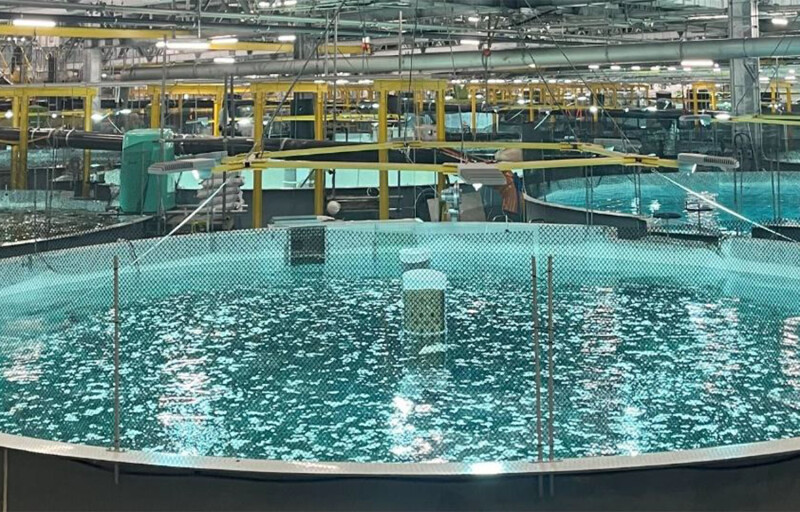 Proximar Seafoods RAS tanks inside its facility in Japan