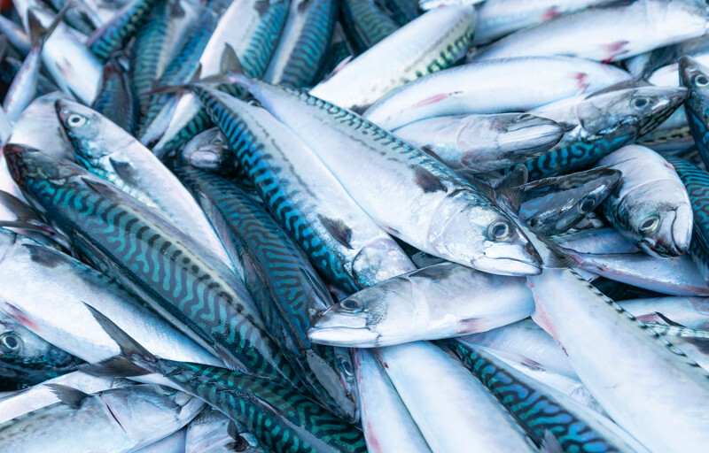 A pile of Atlantic mackerel