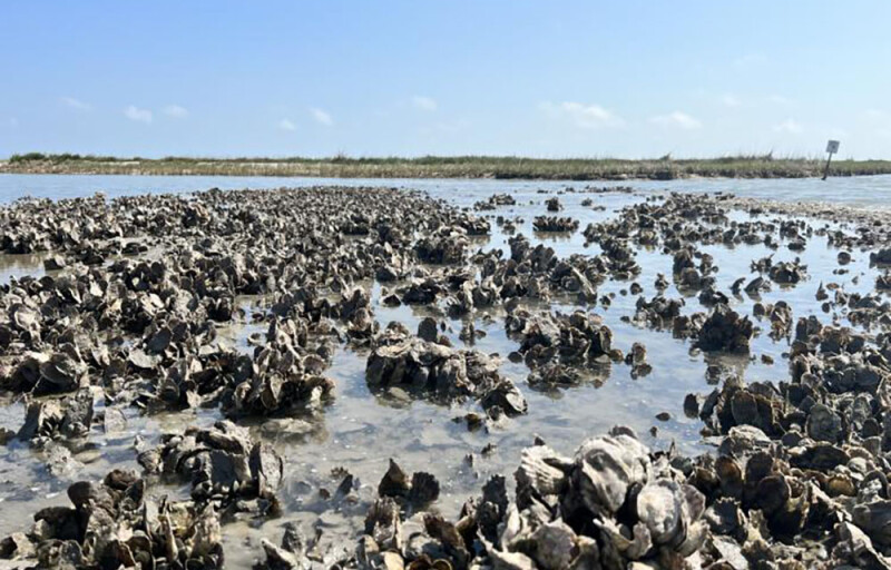 An oyster reef in Louisiana