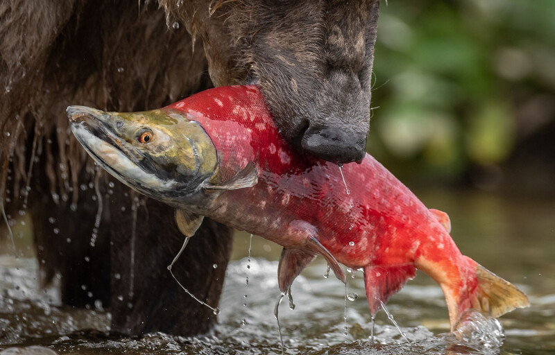A sockeye salmon