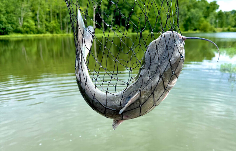 A blue catfish in a net
