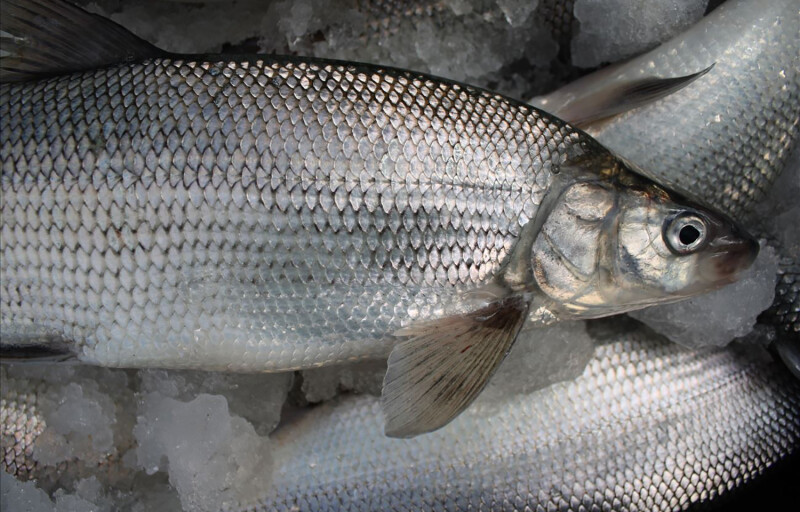 Lake Michigan whitefish