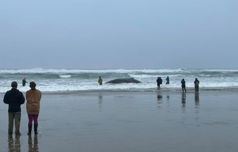A humpback whale stranded on a beach in Oregon