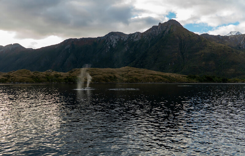 A humpback whale in the Chilean region of Magallanes