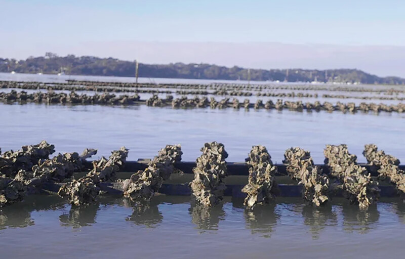 Oyster farming in Mahurangi Harbor, New Zealand
