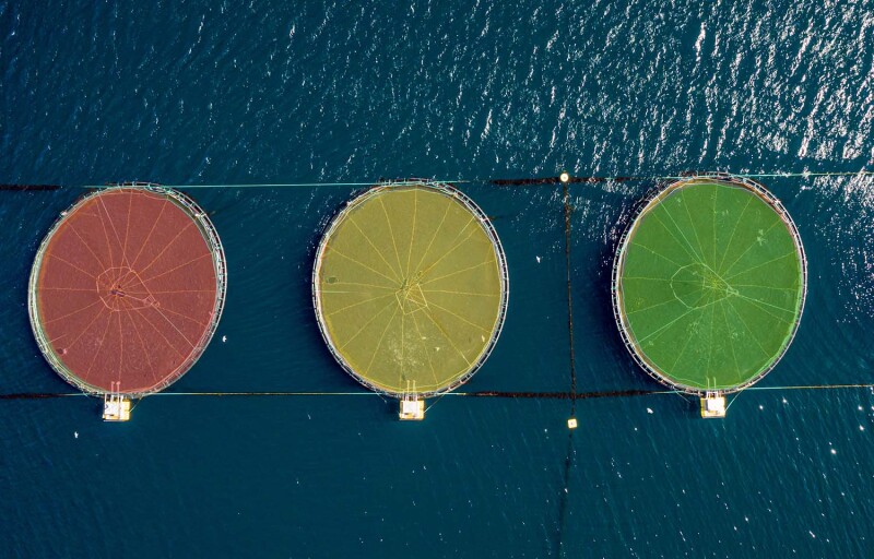 Three aquaculture net pens from above colored red, yellow, and green