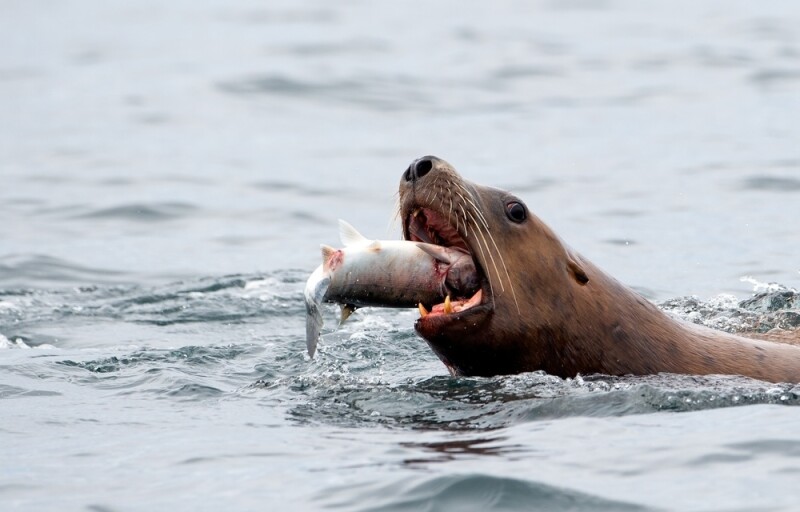 A sea lion eating a salmon