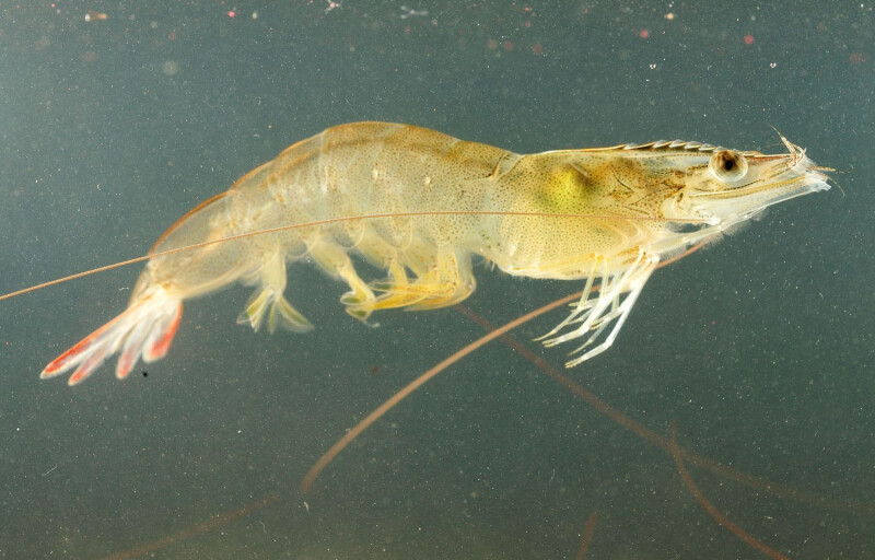 A shrimp floating in water