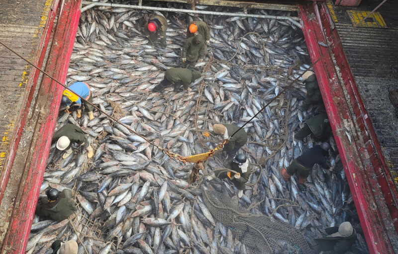 A mix of frozen tuna inside a large hatch