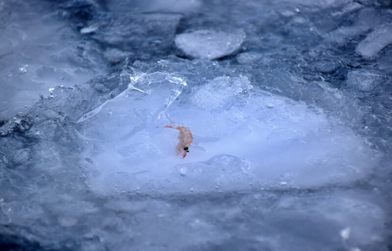 A krill frozen in a block of ice