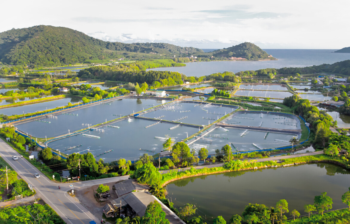 An aerial shot of a Thai shrimp farm