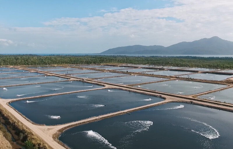 An aerial view of Project Sea Dragon's shrimp farm