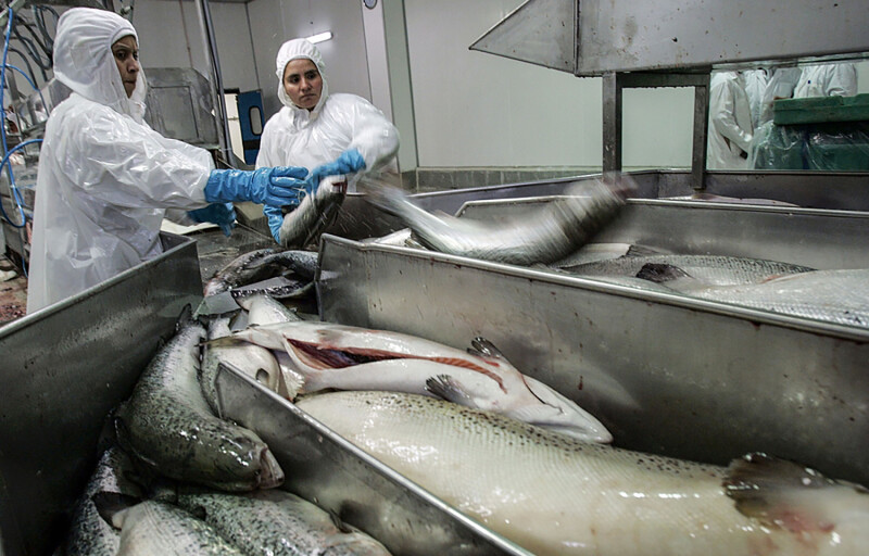 A salmon processing plant in Chile