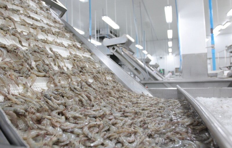 Shrimp at a processing factory