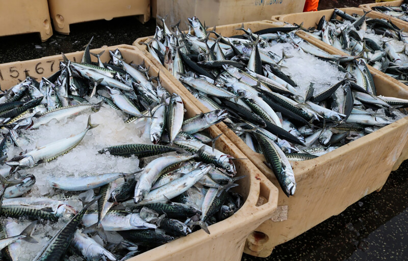 Buckets of mackerel on ice in Keflavik, Iceland