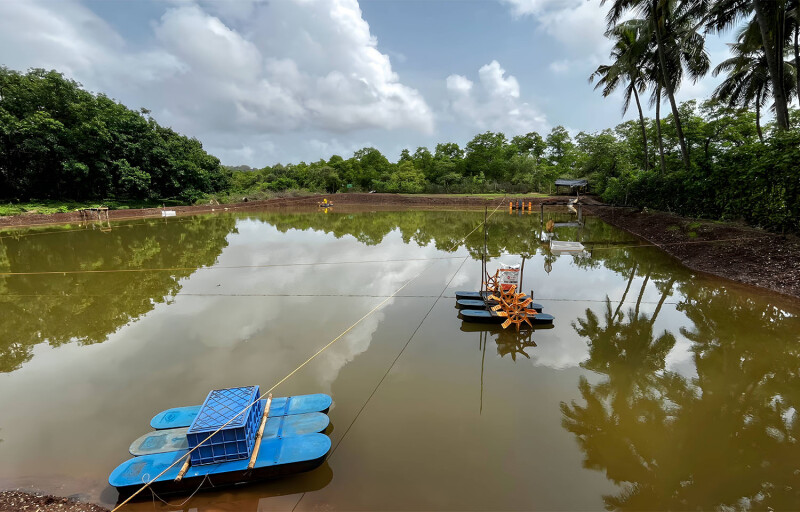 A shrimp pond in India