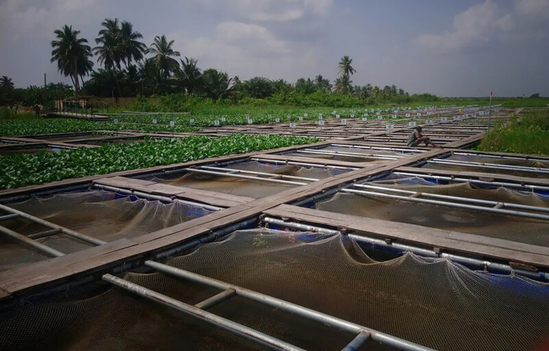 A Nigerian fish farm