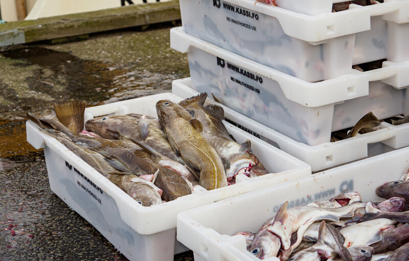 Cod in clear tubs in Klaksvík, Faroe Islands